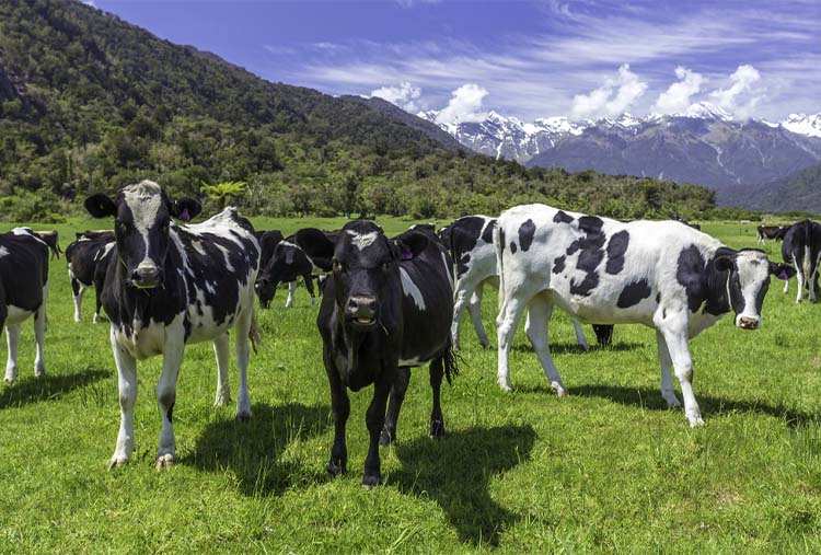 Cattle in a New Zealand pasture