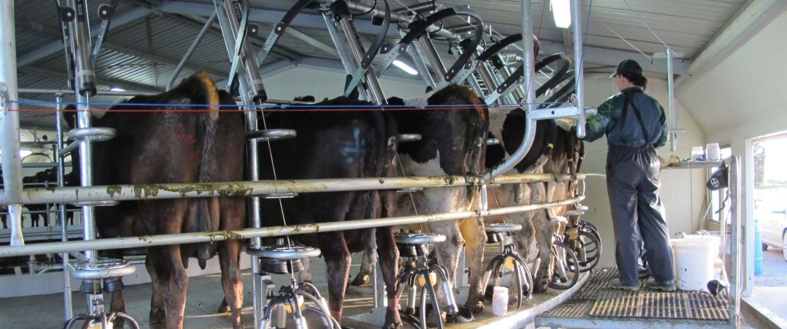 Cattle in a dairy milking shed