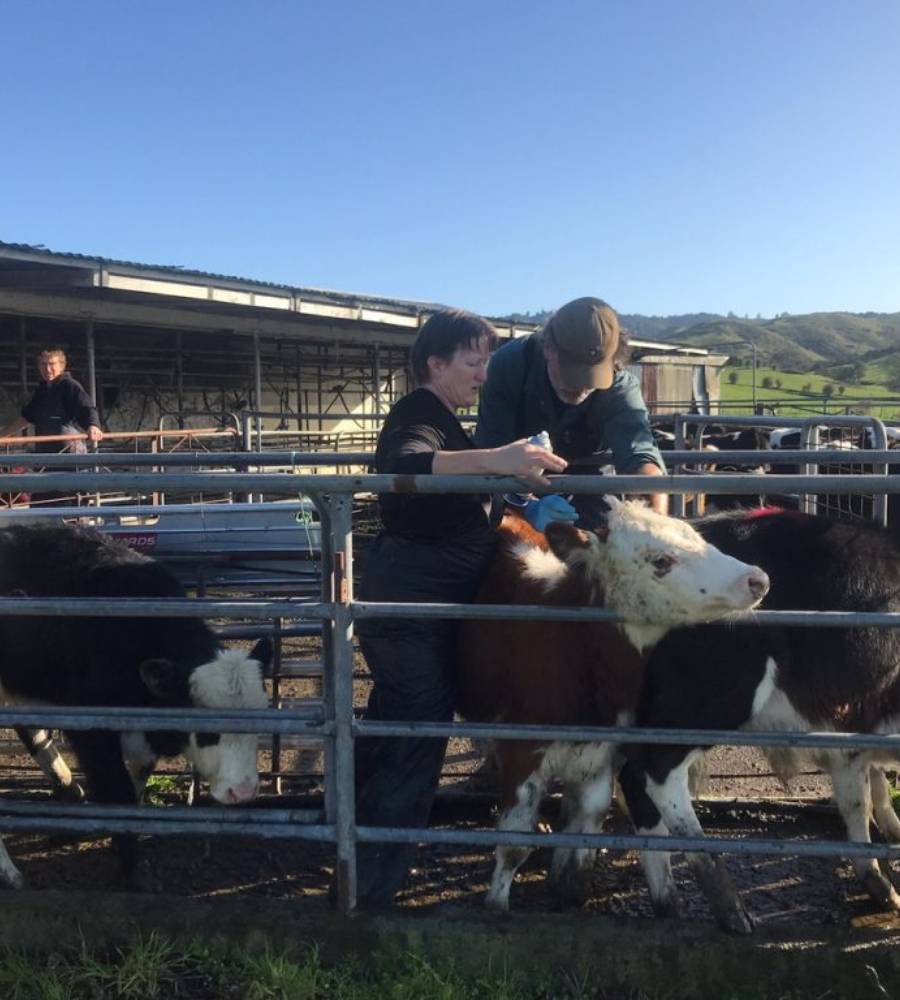 Animal health researchers working with cattle