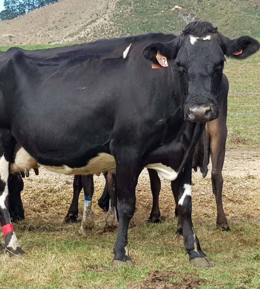 Cattle in a pasture