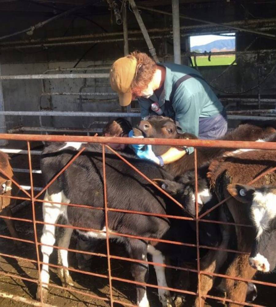 Animal Pharma team working with cattle